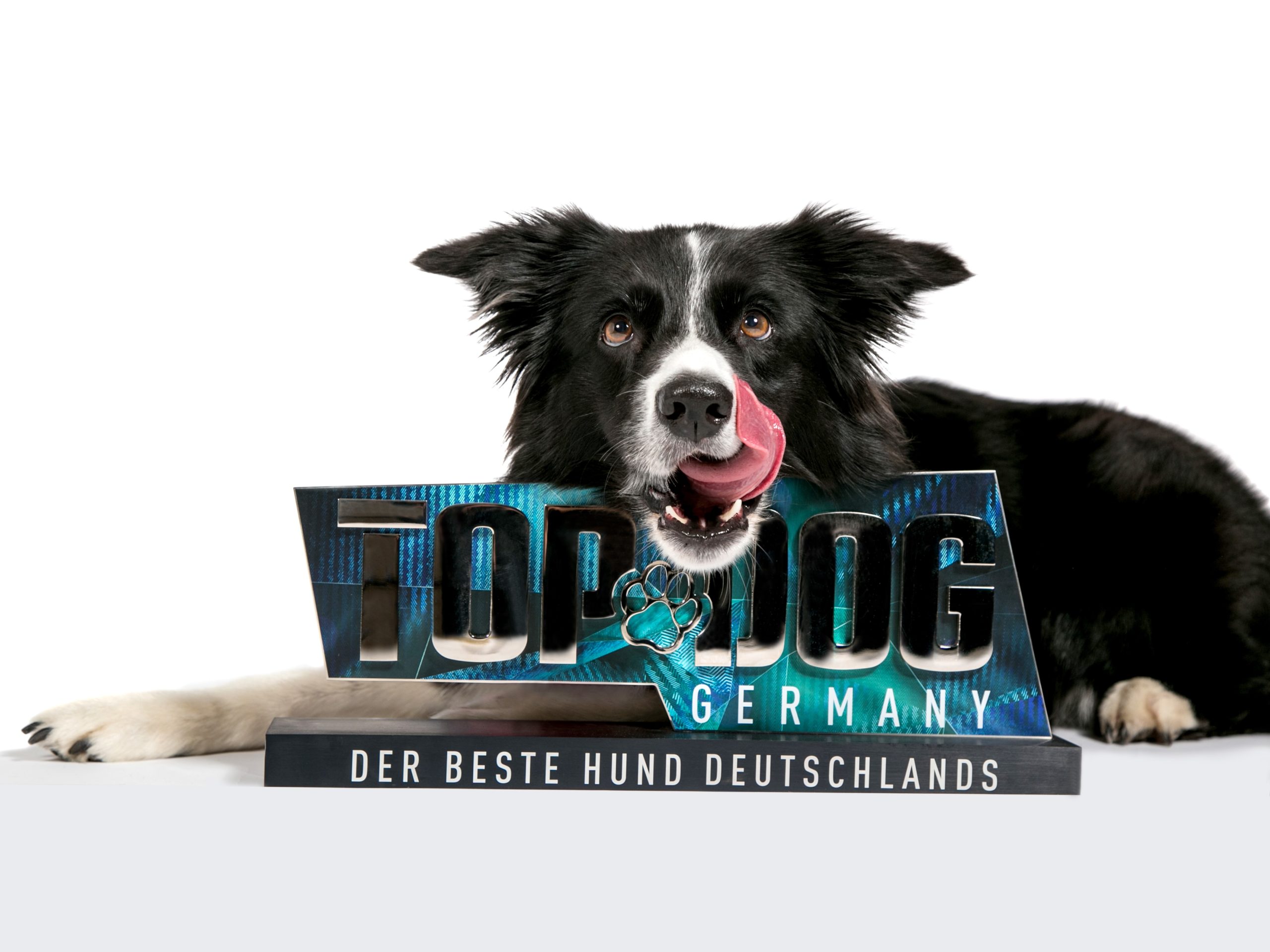 „Trouble“ bei der Hunde-Beach-Party