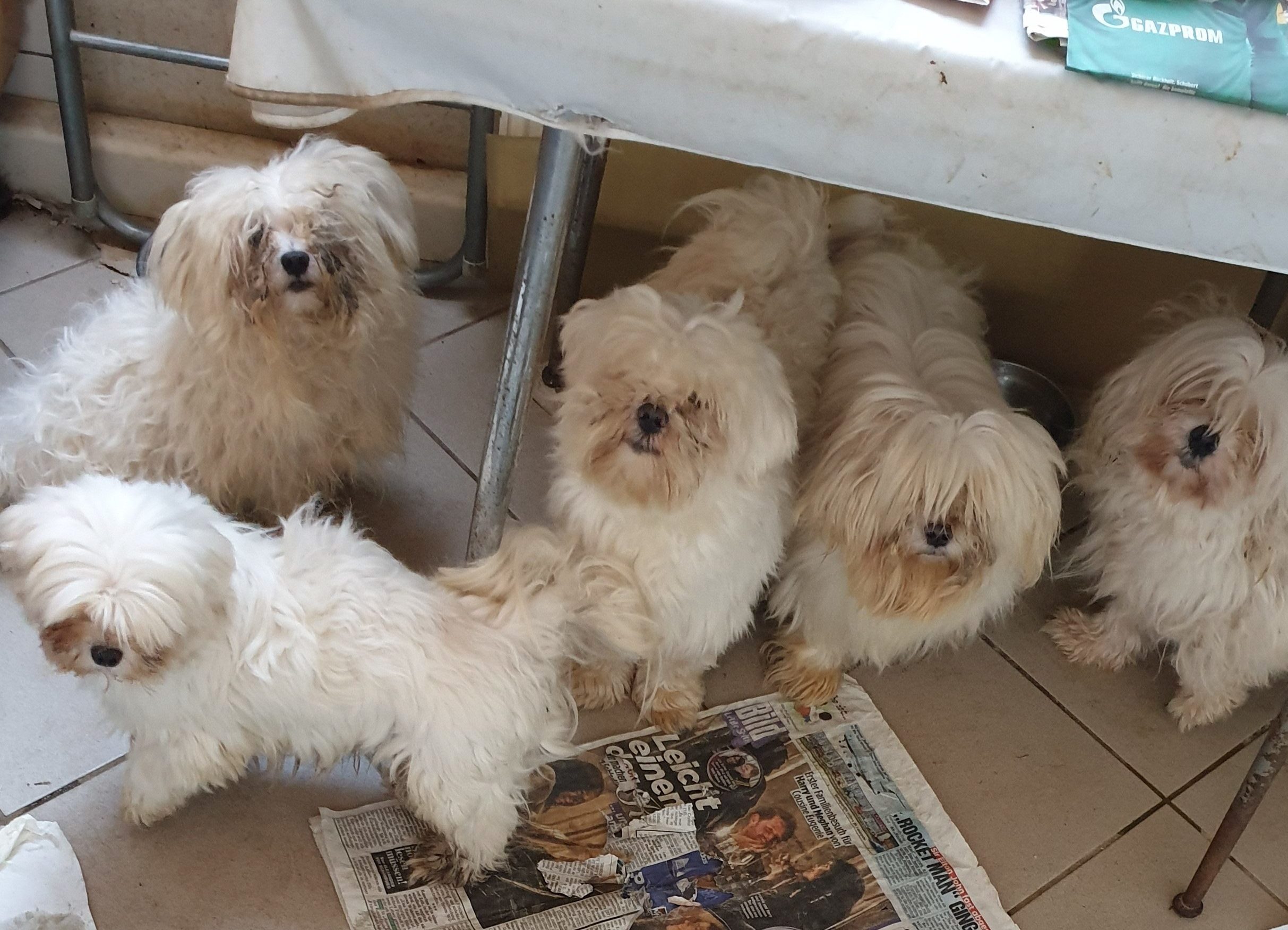 Kreisveterinäramt Wesel nimmt 29 Hunde in Obhut