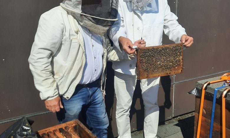 Zwei Bienenvölker ziehen auf das Rathaus-Dach