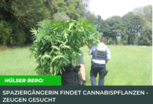 Hülser Berg: Spaziergängerin findet Cannabispflanzen - Zeugen gesucht