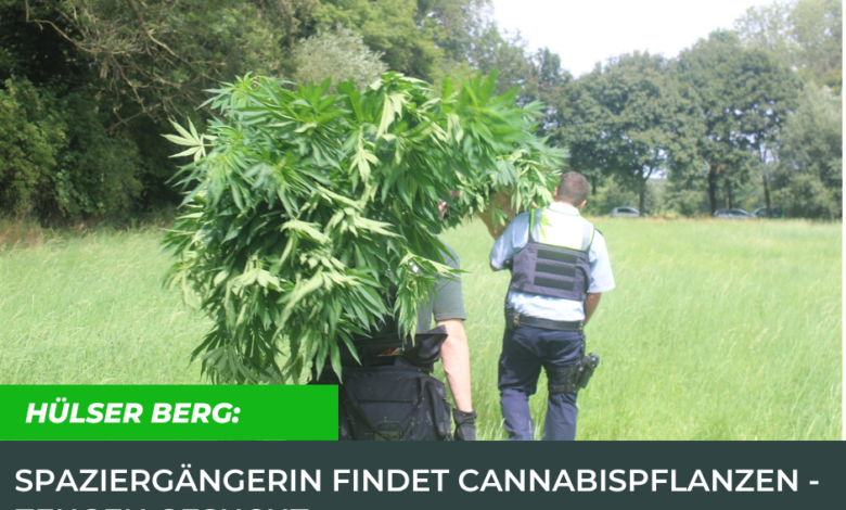 Hülser Berg: Spaziergängerin findet Cannabispflanzen - Zeugen gesucht