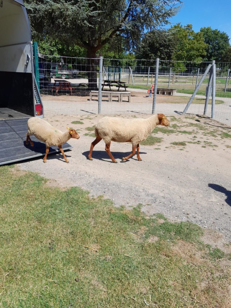 Zwei neue Schafe im Streichelzoo