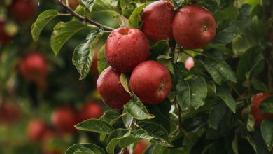 ALDI SÜD startet mit erster eigener Apfelsorte - und sucht einen Namen