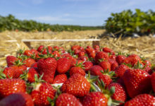 ALDI SÜD führt Förderung regionaler Landwirtschaft fort und setzt auf deutsche Erdbeeren