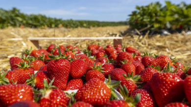 ALDI SÜD führt Förderung regionaler Landwirtschaft fort und setzt auf deutsche Erdbeeren
