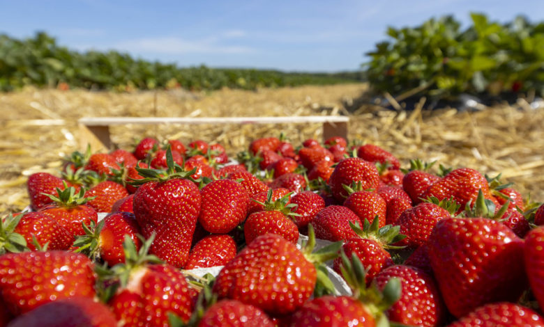 ALDI SÜD führt Förderung regionaler Landwirtschaft fort und setzt auf deutsche Erdbeeren