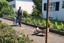 Neukirchen-Vluyn - Polizei "Gans" hilfreich