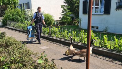 Neukirchen-Vluyn - Polizei "Gans" hilfreich