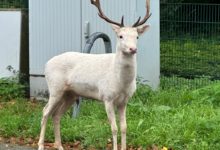 Moers - Weißer Hirsch auf Baumarktparkplatz