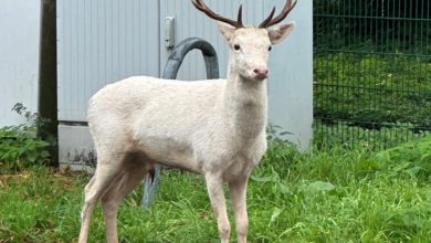 Moers - Weißer Hirsch auf Baumarktparkplatz