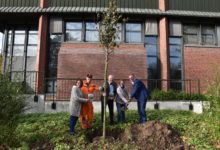 Gemeinsam grün – Naturpark Hohe Mark und Kreis Wesel pflanzen Winterlinde am Kreishaus